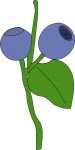 blueberry-31488_640.png